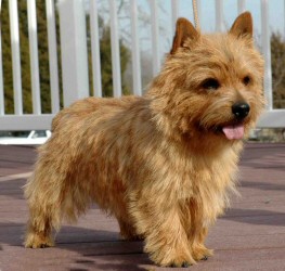 Norwich Terriers